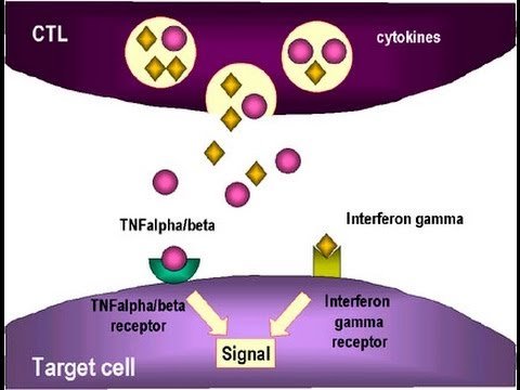 Tumor Necrosis Factor Alpha (TNFα): Definition & Importance