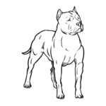Pitbull Coloring Pages